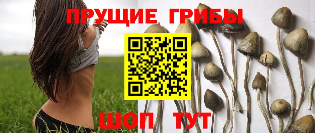 Галлюциногенные грибы GOLDEN TEACHER  Галлюциногенные грибы Cubensis  Вход с VPN  купить закладку  Медногорск 